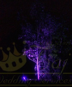 tree-wash-uplight-blue